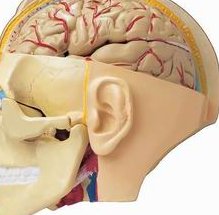 试管婴儿是怎么做的 关于试管婴儿的3个疑问