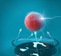 看完花甲的功效与作用，就知道试管移植后能不能吃了